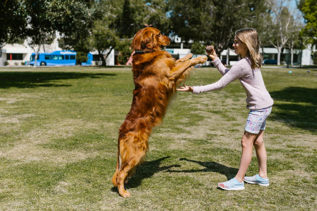 The Importance of Dog Training: Building a Strong Bond and a Happier Home