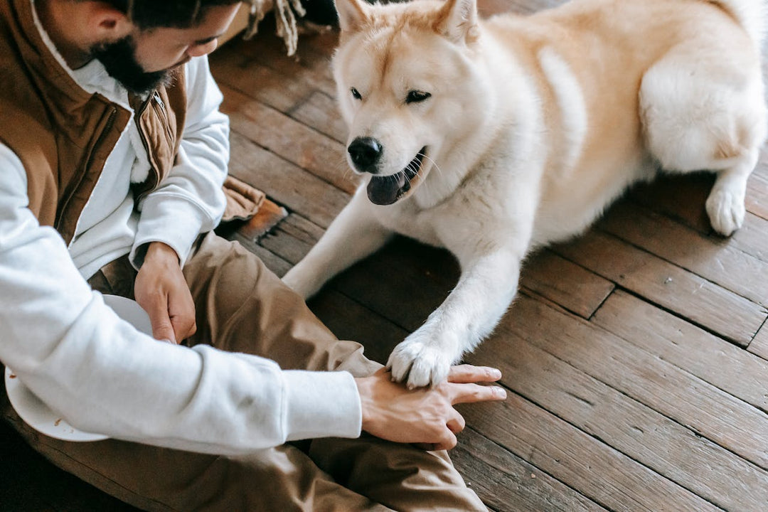 Effective Dog Training with Sit Stay Give™ Dog Treats
