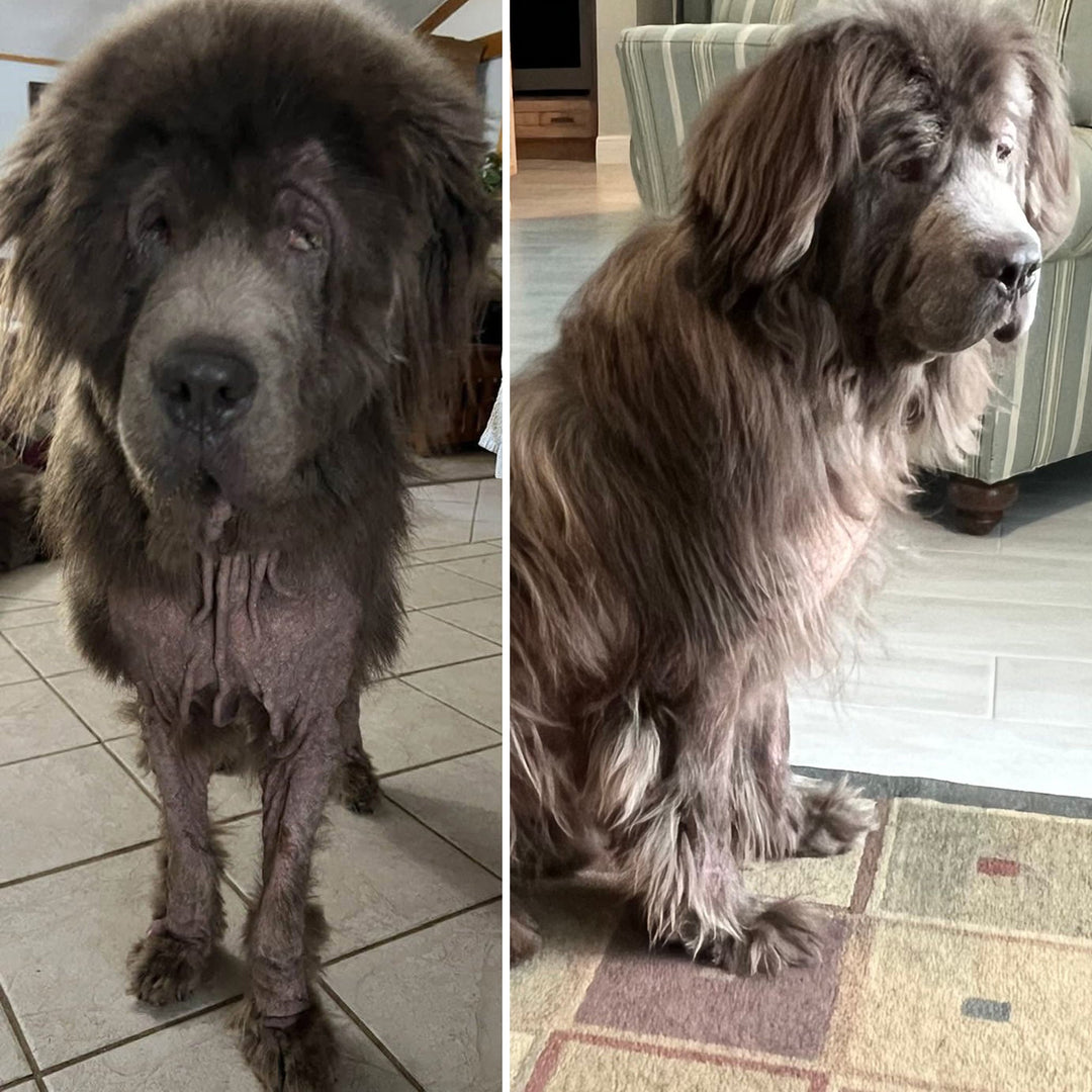 Newfoundland Rescue of Florida