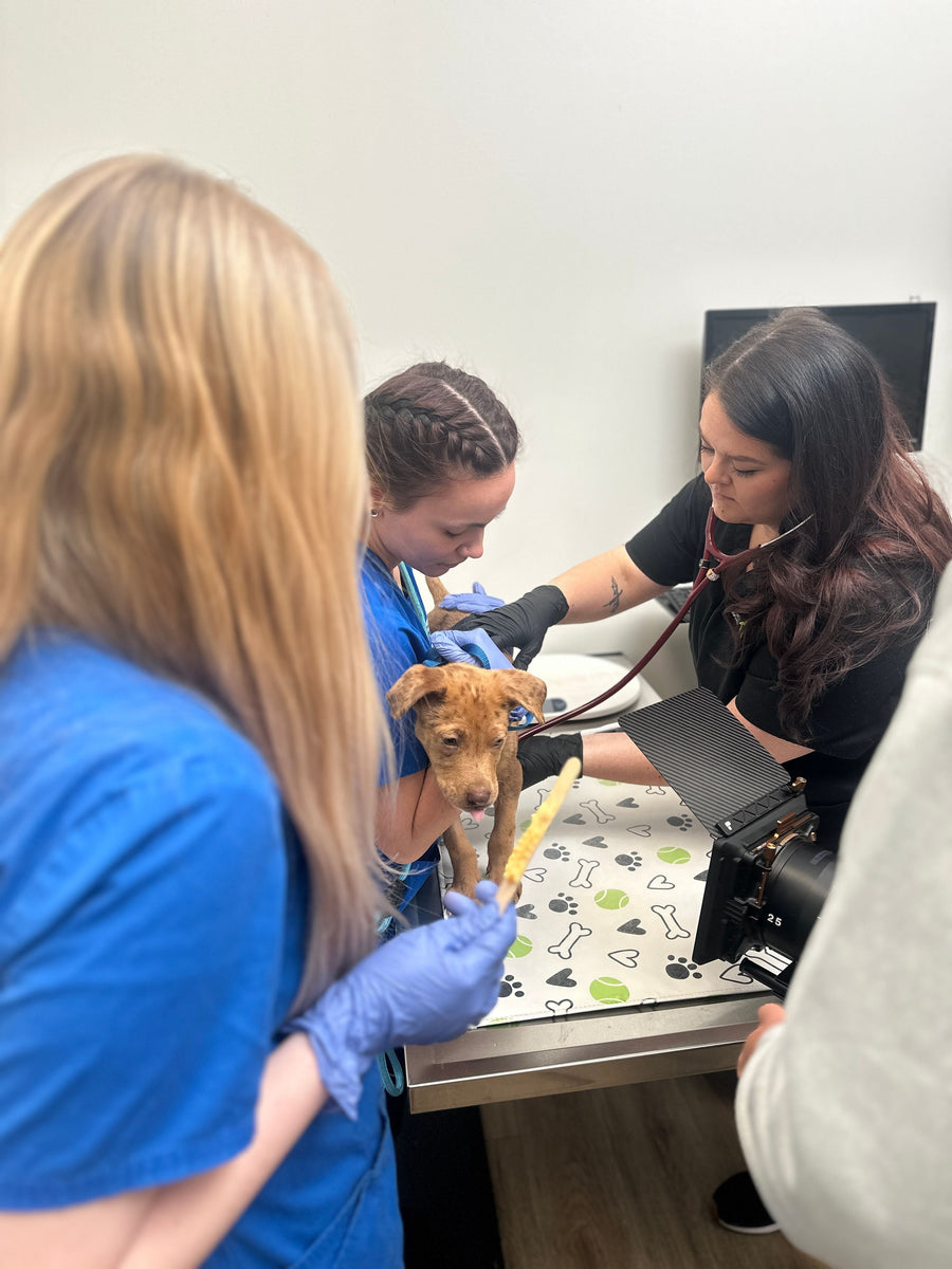 Humane Society of Charlotte